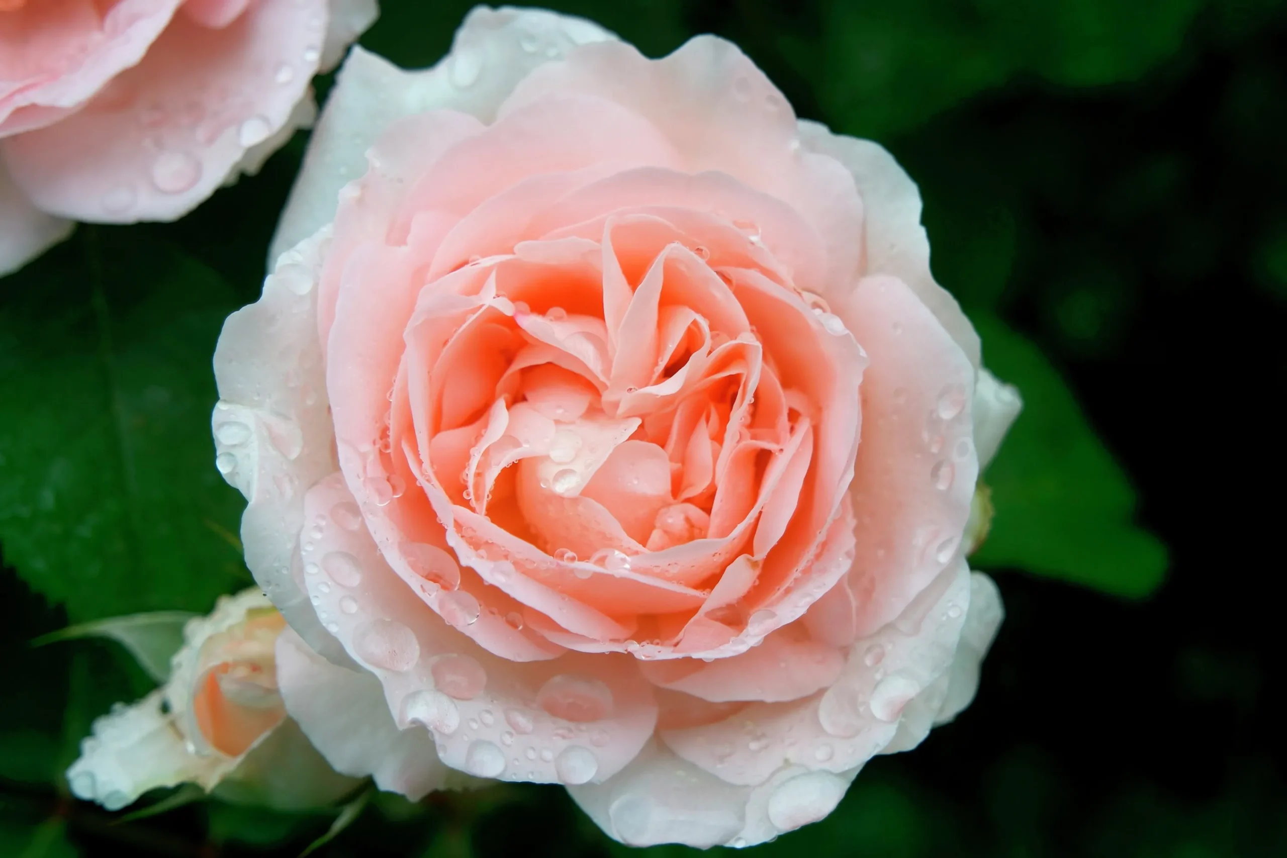 Klätterros 'Penny Lane' 'Hardwell' Barrotad>Omnia garden Online