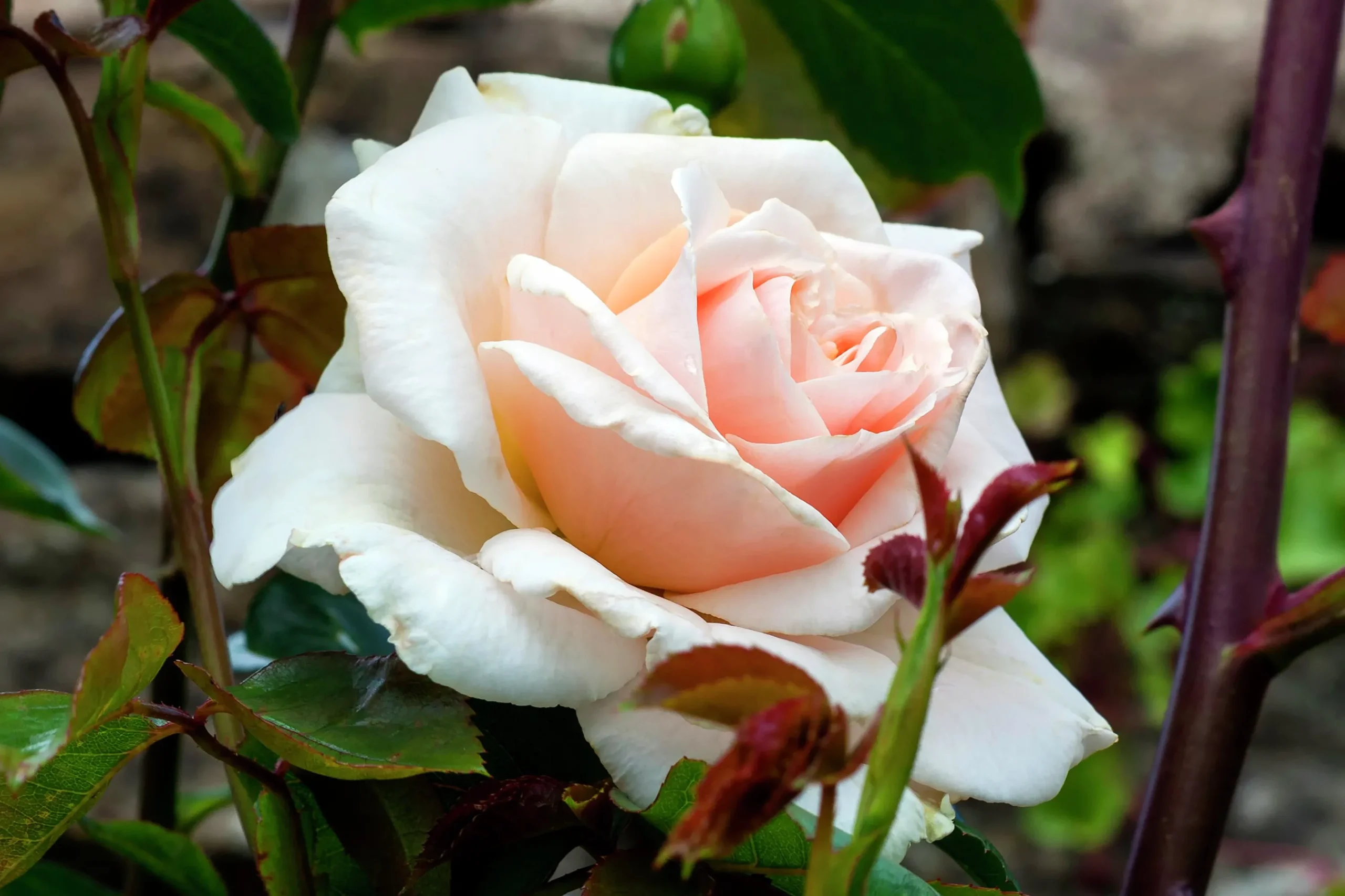 Klätterros 'Penny Lane' 'Hardwell' Barrotad>Omnia garden Online