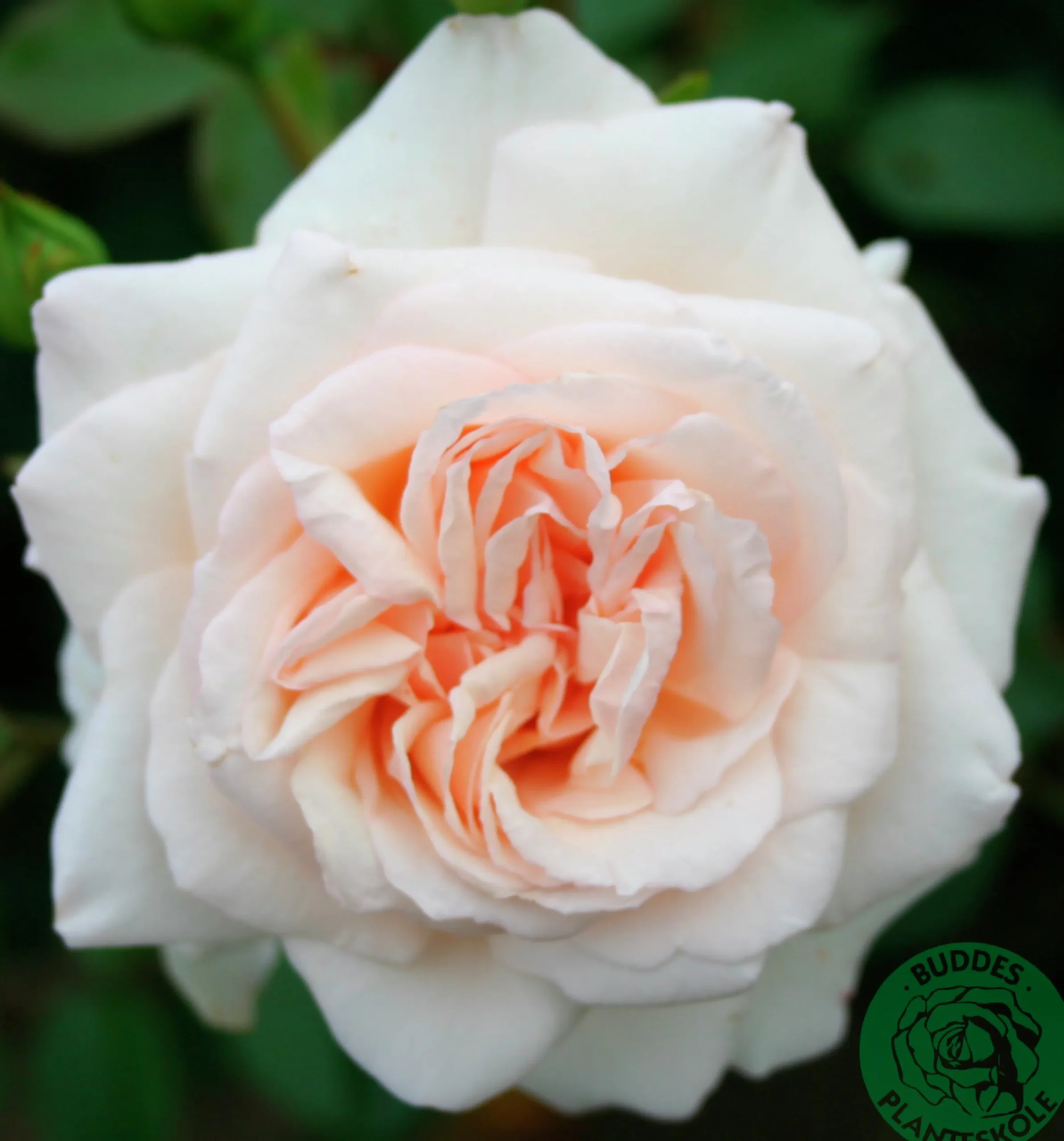 Klätterros 'Penny Lane' 'Hardwell' Barrotad>Omnia garden Online