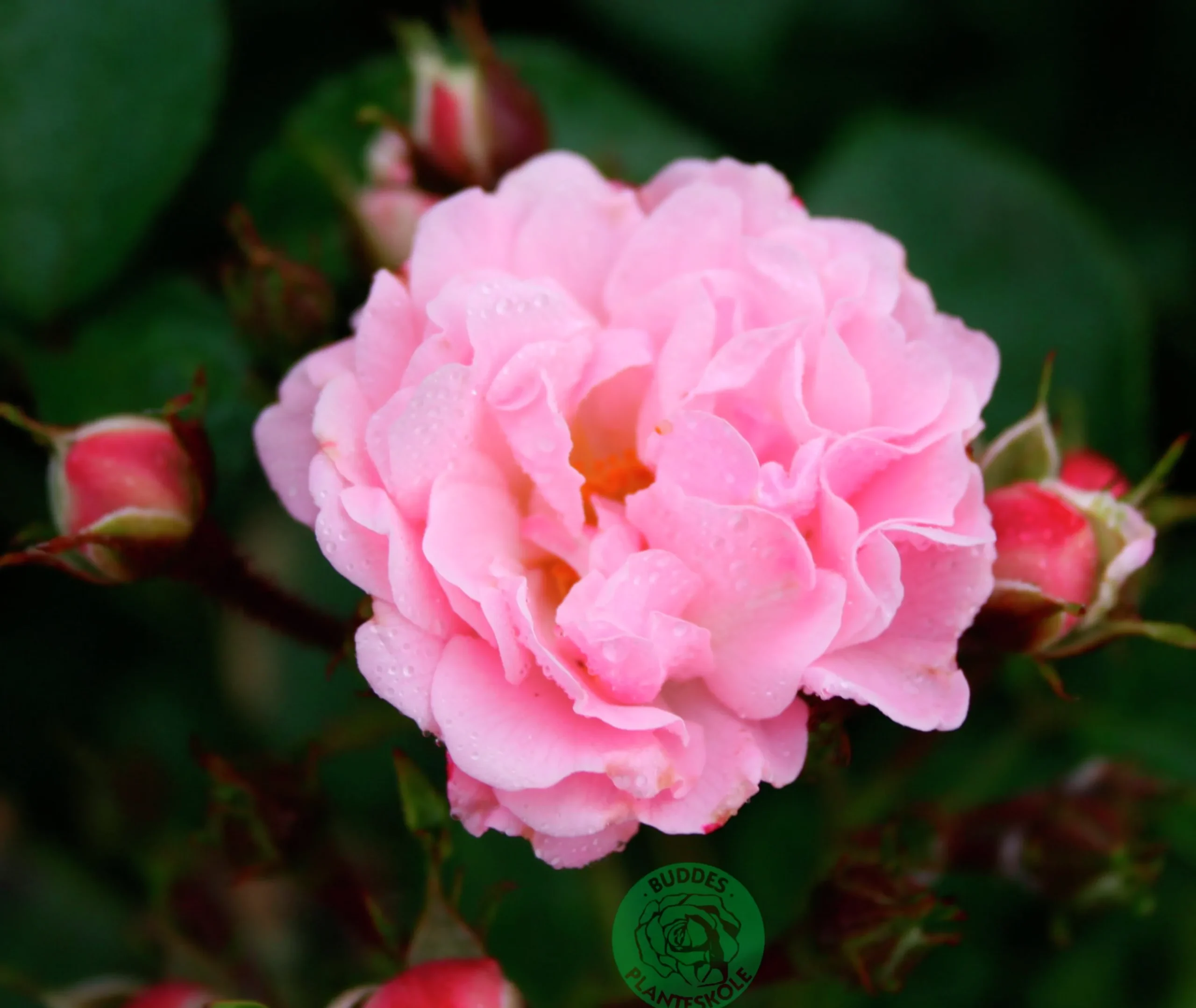 Klätterros 'Rosenholm' 'Poulover' Barrotad>Omnia garden Outlet