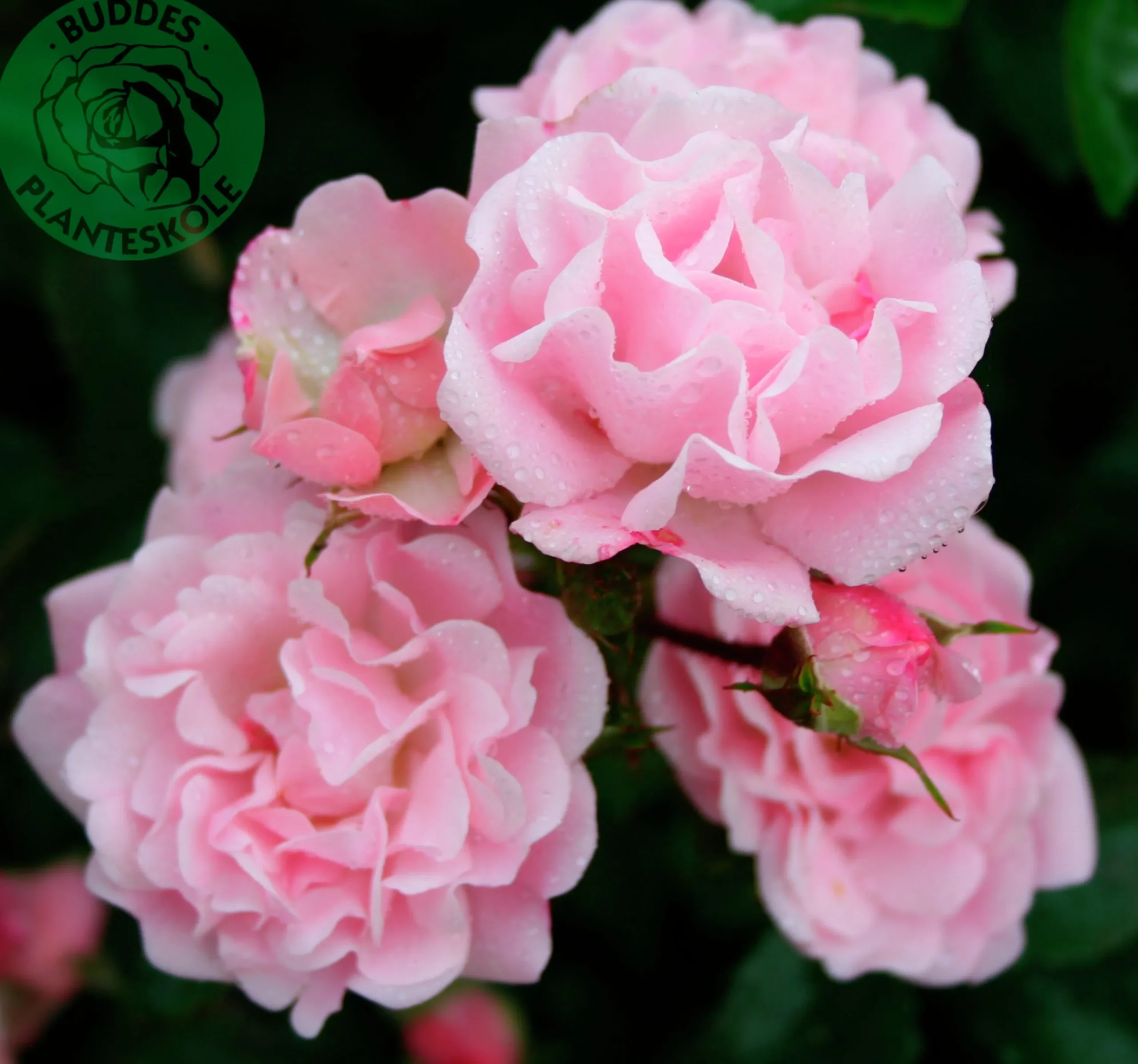 Klätterros 'Rosenholm' 'Poulover' Barrotad>Omnia garden Outlet