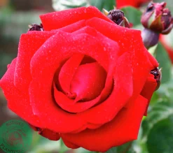 Klätterros 'Santana' 'Tanklesant' Barrotad><noscript><img width=