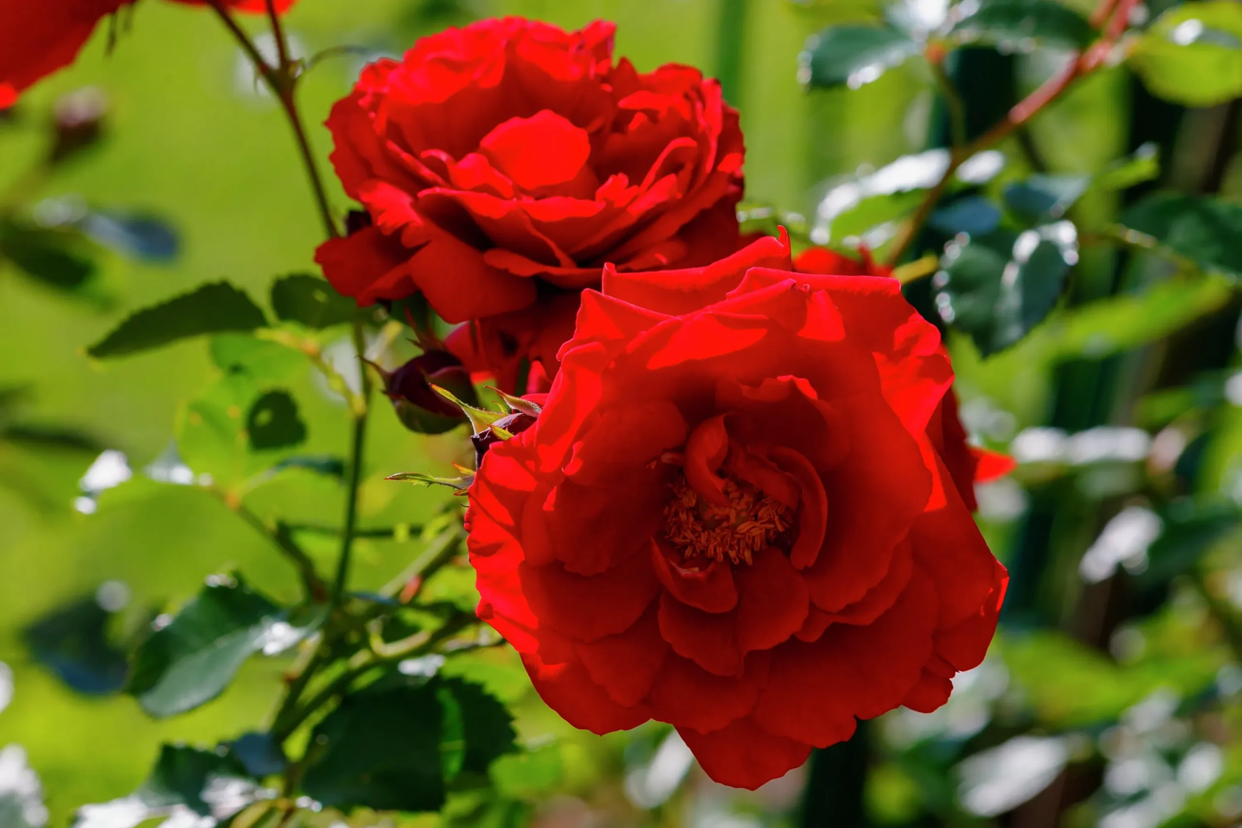 Klätterros 'Santana' 'Tanklesant' Barrotad>Omnia garden New
