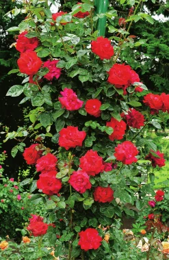 Klätterros 'Santana' 'Tanklesant' Barrotad><noscript><img width=