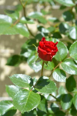 Klätterros 'Sympathie' Barrotad>Omnia garden Outlet