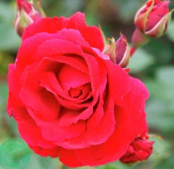 Klätterros 'Sympathie' Barrotad><noscript><img width=