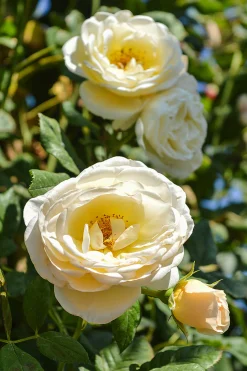 Klätterros 'Uetersener Klosterrose' 'Tan99176' Barrotad><noscript><img width=