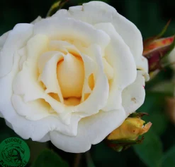 Klätterros 'White Nights' 'Poulaps' Barrotad>Omnia garden Clearance