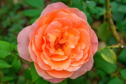 Klätterros 'Zumba' 'Poulcy025' Barrotad>Omnia garden Online
