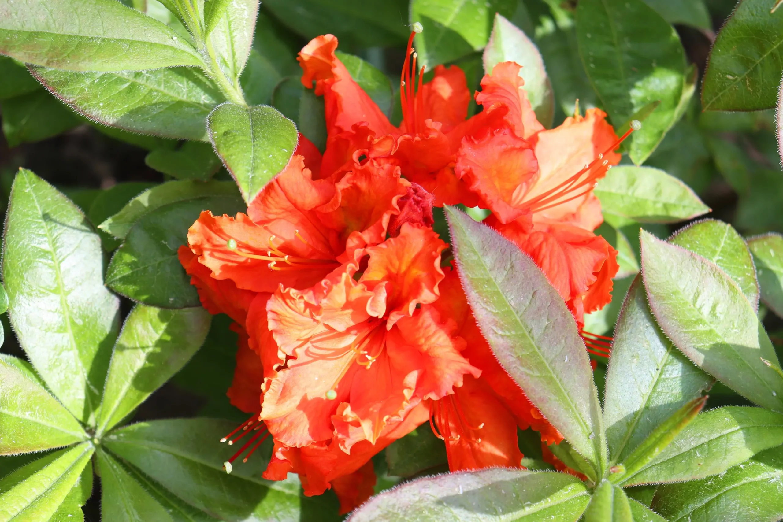 Knaphill Azalea 'Gibraltar'>Omnia garden Best