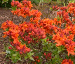 Knaphill Azalea 'Gibraltar'>Omnia garden Best