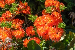 Knaphill Azalea 'Gibraltar'><noscript><img width=
