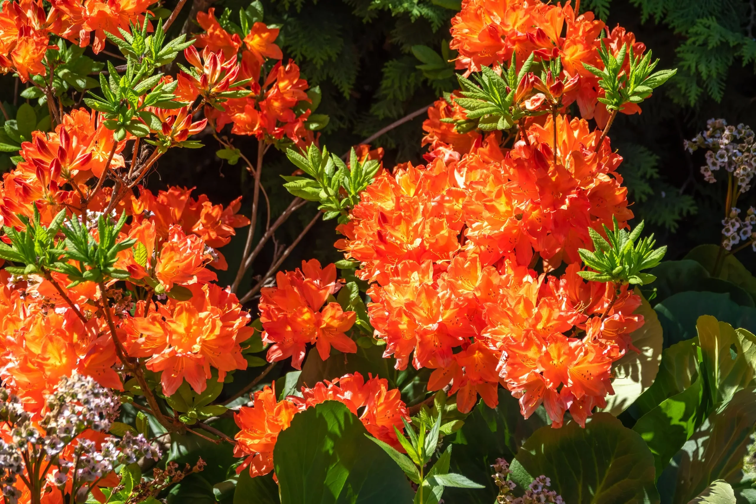 Knaphill Azalea 'Gibraltar'>Omnia garden Best