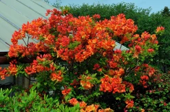 Knaphill Azalea 'Gibraltar'><noscript><img width=