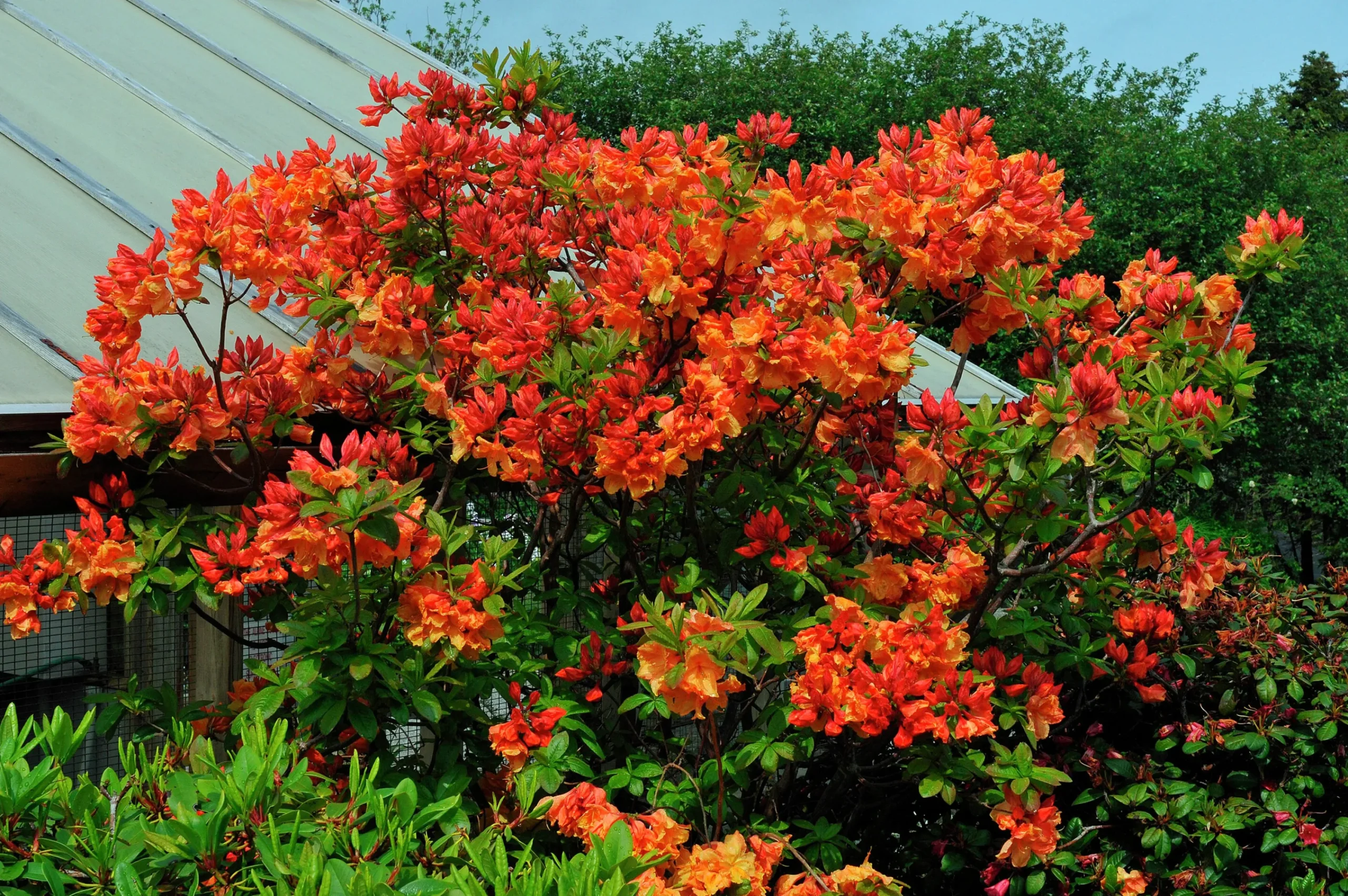 Knaphill Azalea 'Gibraltar'>Omnia garden Best