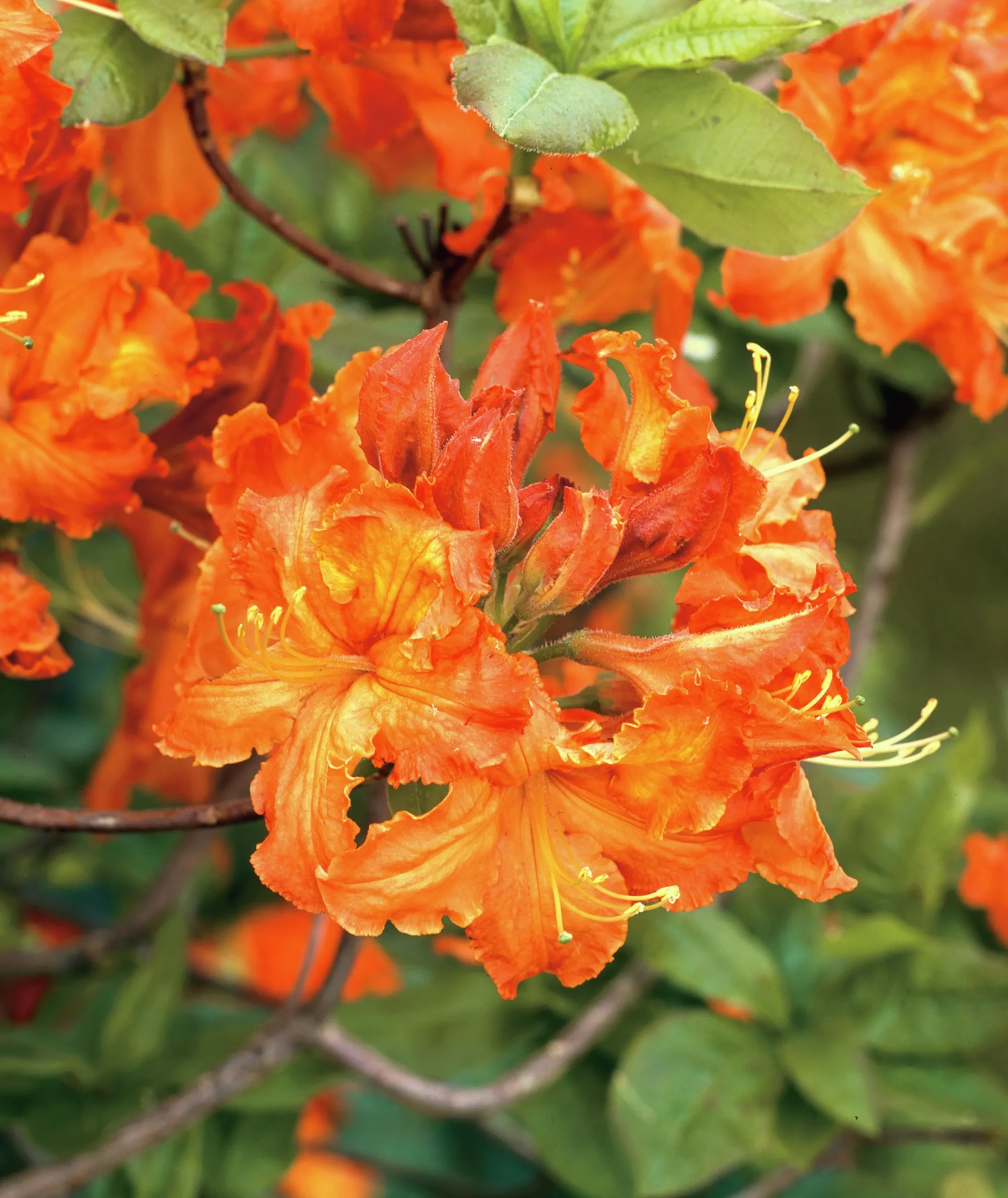 Knaphill Azalea 'Gibraltar'>Omnia garden Best