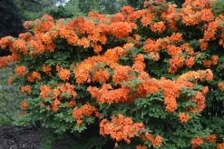 Knaphill Azalea 'Golden Eagle'><noscript><img width=