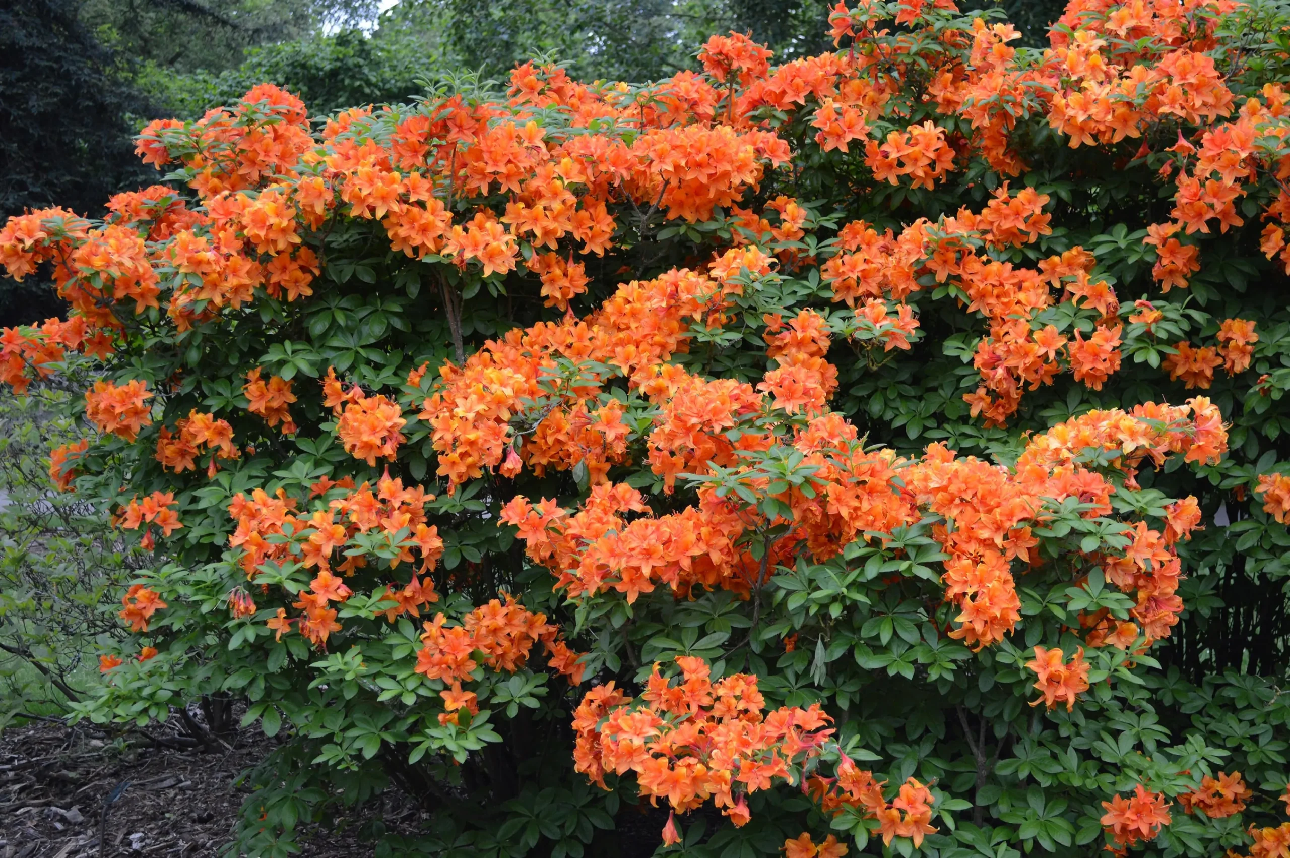 Knaphill Azalea 'Golden Eagle'>Omnia garden Discount
