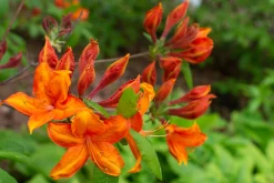 Knaphill Azalea 'Golden Eagle'><noscript><img width=