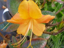 Knaphill Azalea 'Klondyke'>Omnia garden Sale