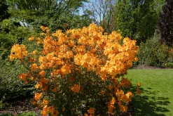 Knaphill Azalea 'Klondyke'>Omnia garden Sale