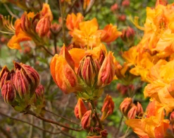 Knaphill Azalea 'Klondyke'><noscript><img width=