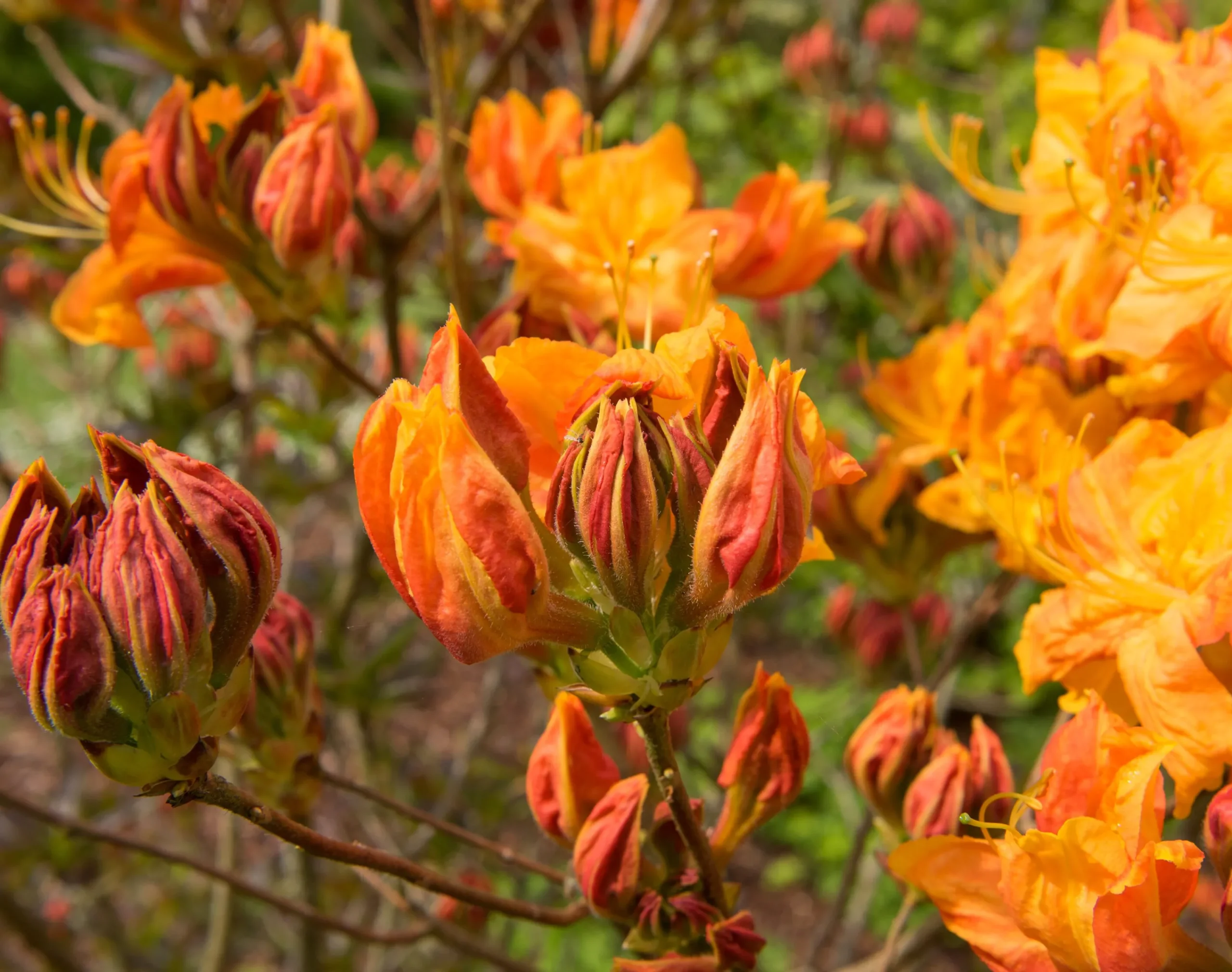 Knaphill Azalea 'Klondyke'>Omnia garden Sale