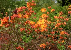Knaphill Azalea 'Klondyke'><noscript><img width=