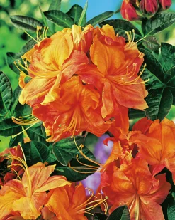 Knaphill Azalea 'Klondyke'><noscript><img width=