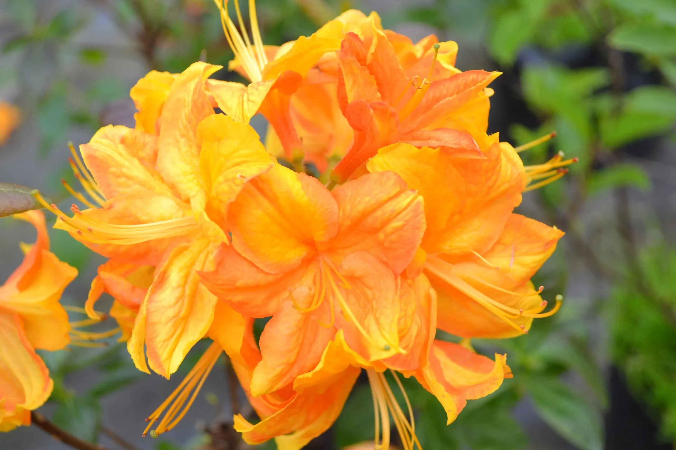 Knaphill Azalea 'Klondyke'>Omnia garden Sale