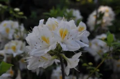 Knaphill Azalea 'Persil'>Omnia garden Clearance