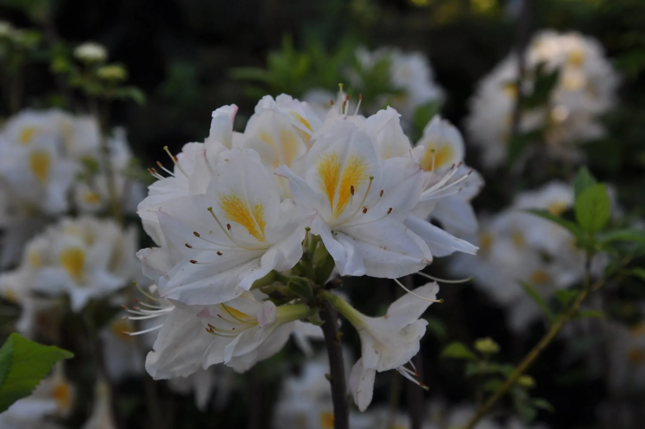 Knaphill Azalea 'Persil'>Omnia garden Clearance