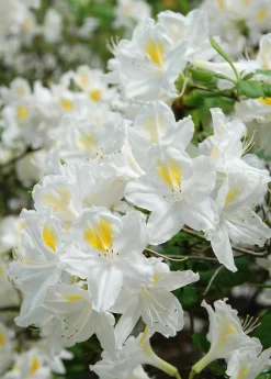 Knaphill Azalea 'Persil'>Omnia garden Clearance