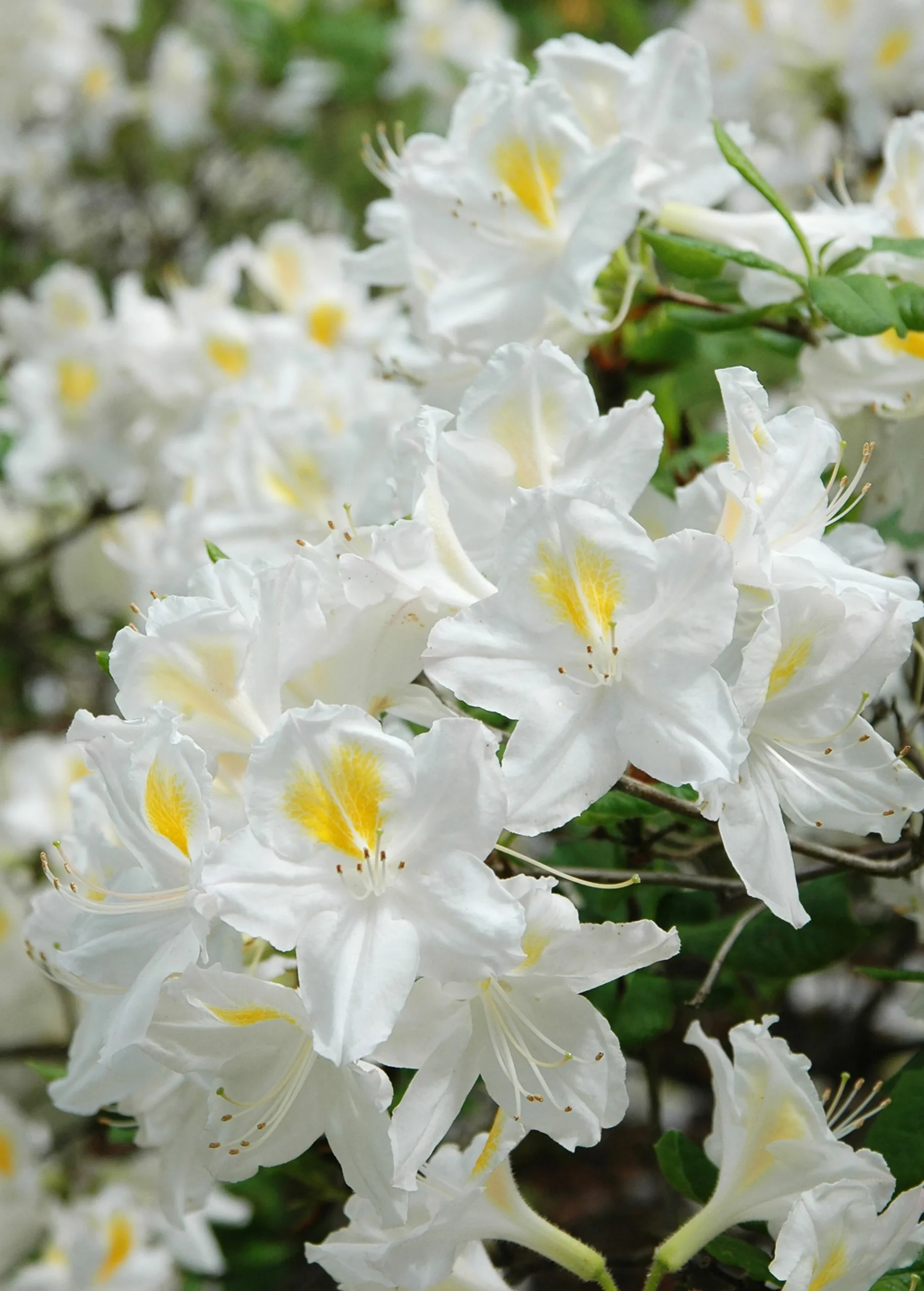 Knaphill Azalea 'Persil'>Omnia garden Clearance
