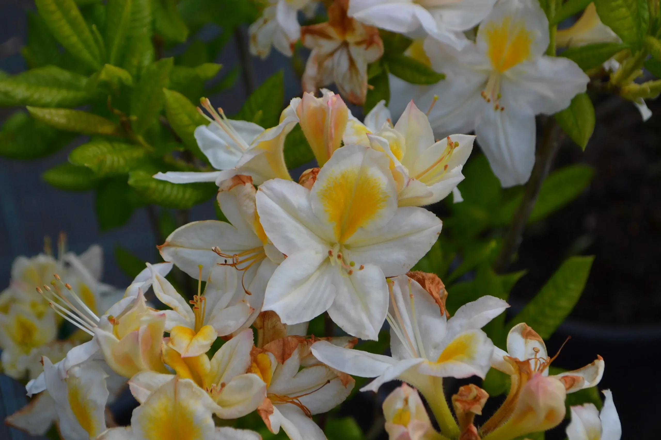 Knaphill Azalea 'Persil'>Omnia garden Clearance