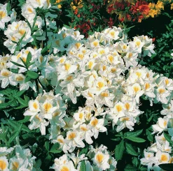 Knaphill Azalea 'Persil'><noscript><img width=