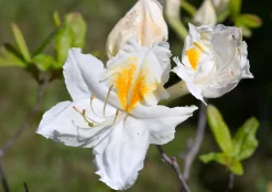 Knaphill Azalea 'Persil'><noscript><img width=