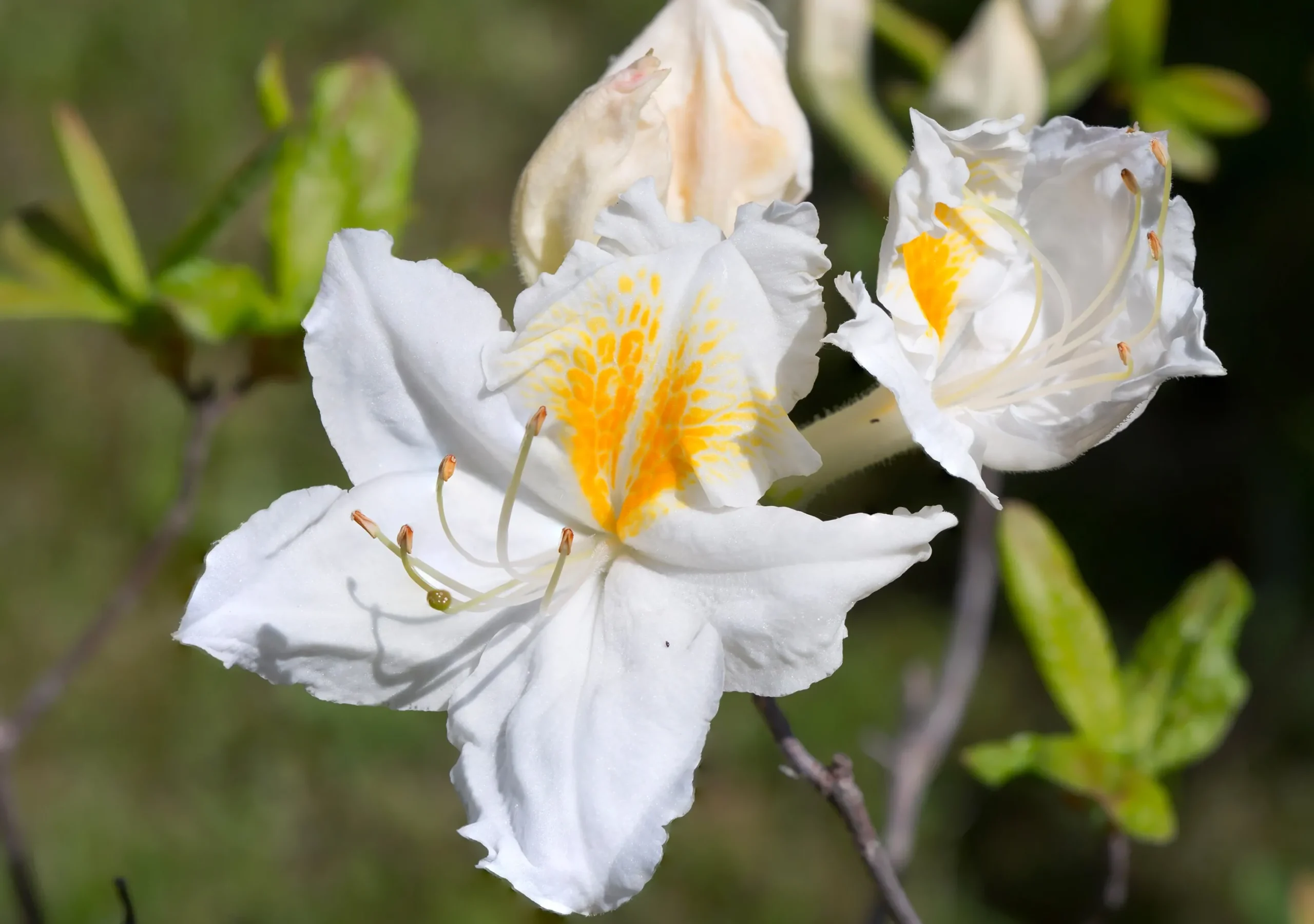 Knaphill Azalea 'Persil'>Omnia garden Clearance