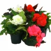 Knölbegonia lat. Begonia x tuberhybrida>Mäster Grön Discount