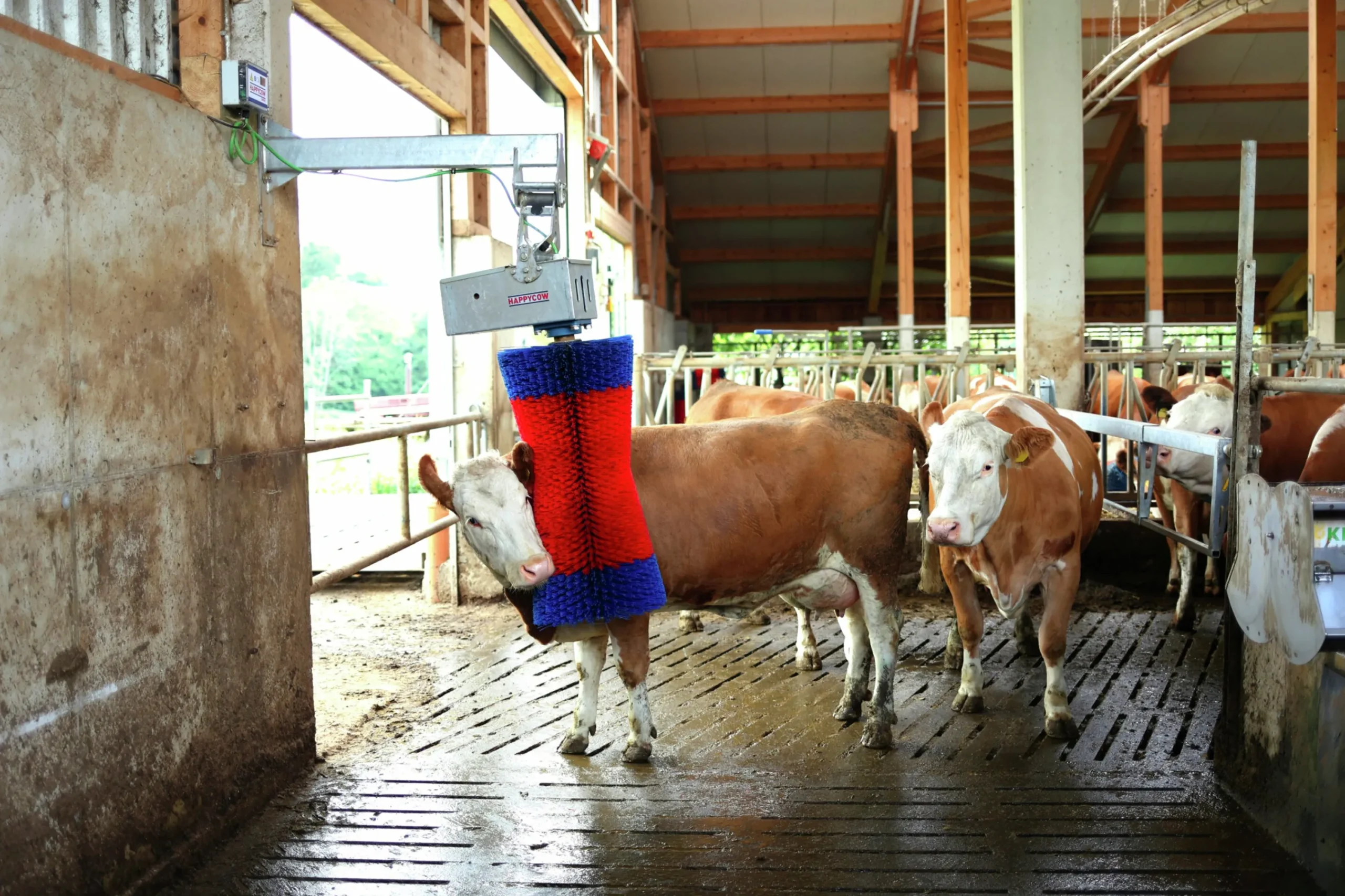 Koborste HappyCow Maxiswing>Kerbl Outlet