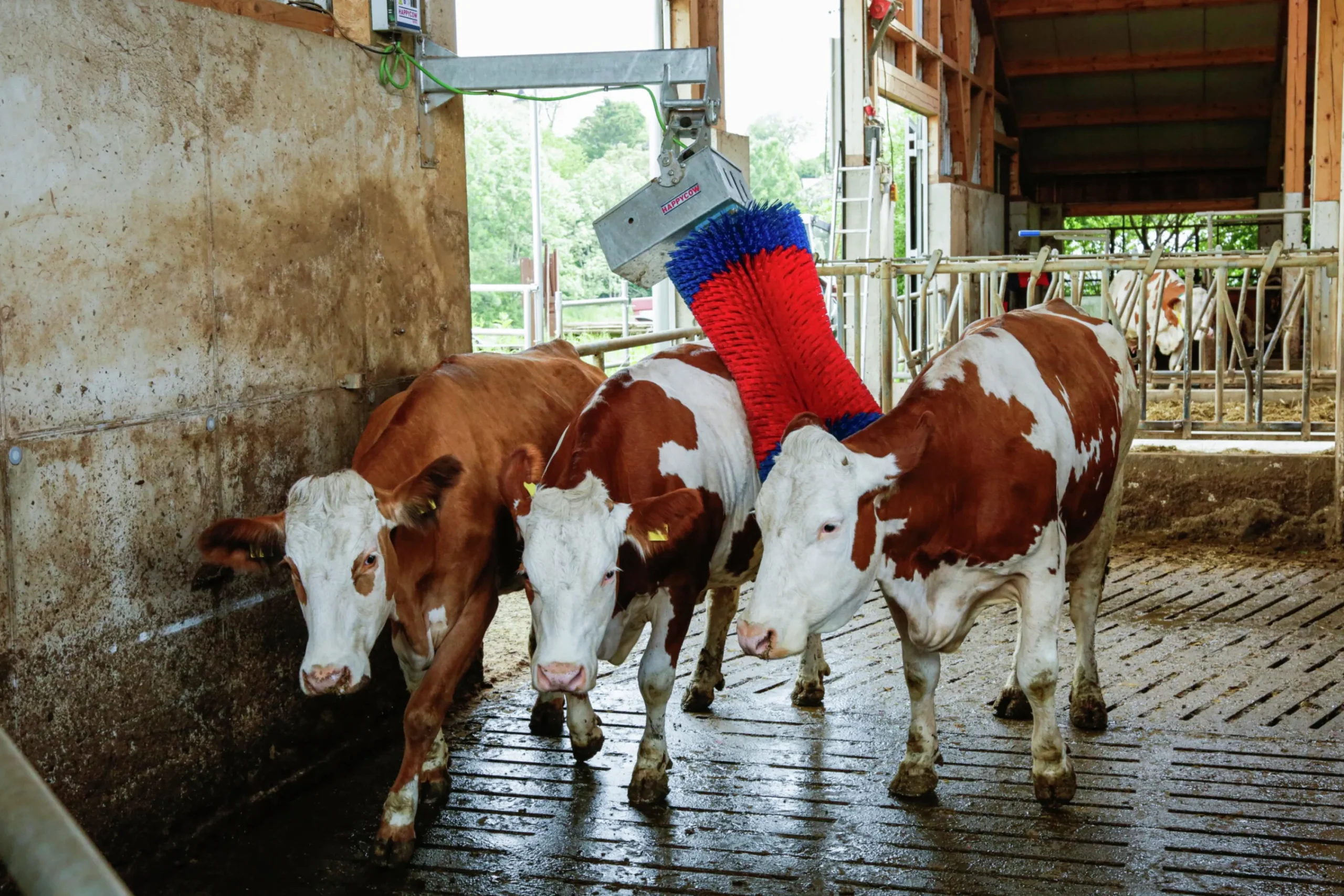 Koborste HappyCow Maxiswing>Kerbl Outlet