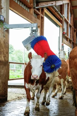 Koborste HappyCow Maxiswing><noscript><img width=