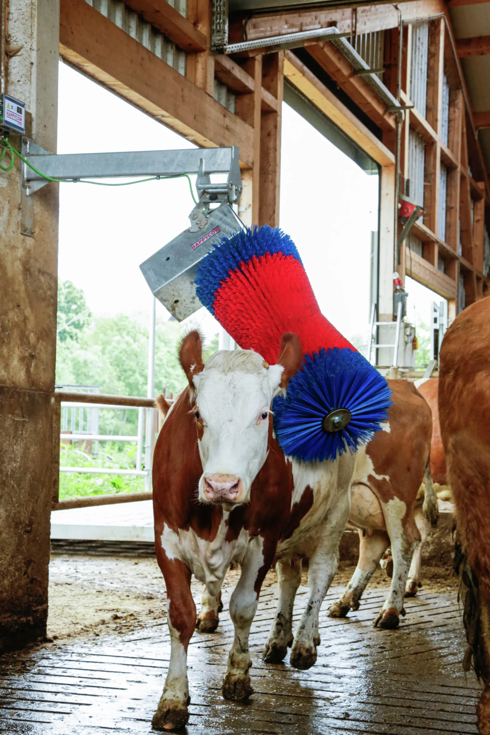 Koborste HappyCow Maxiswing>Kerbl Outlet
