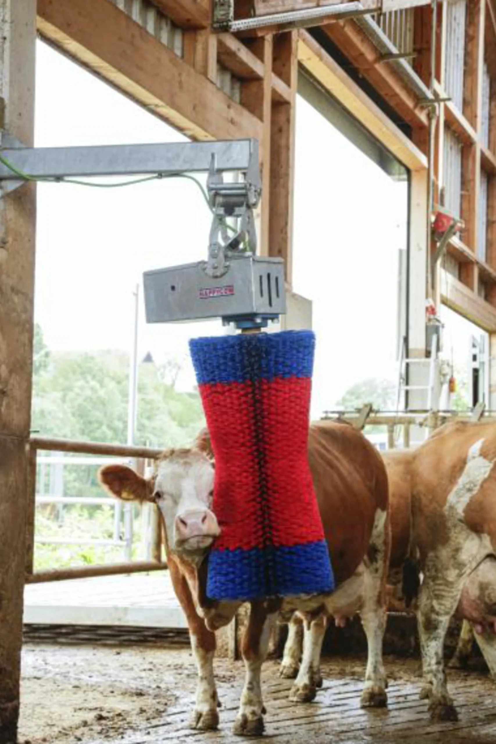 Koborste HappyCow Maxiswing>Kerbl Outlet