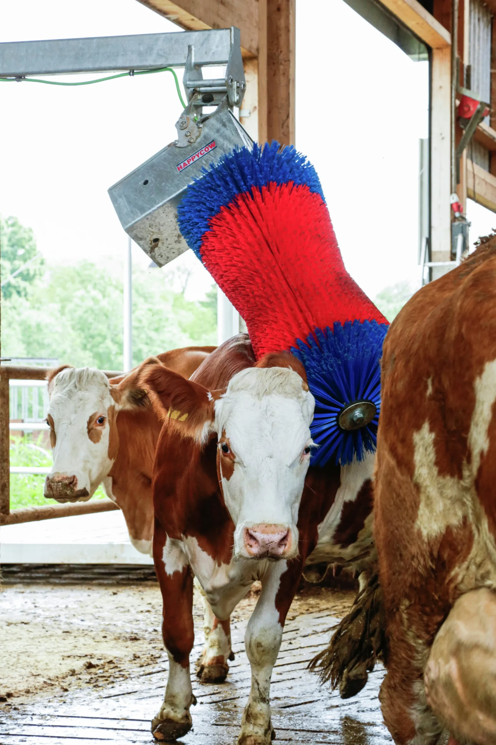 Koborste HappyCow Maxiswing>Kerbl Outlet