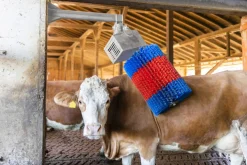 Koborste HappyCow Midiswing><noscript><img width=