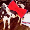 Koborste HappyCow Uno>Kerbl New