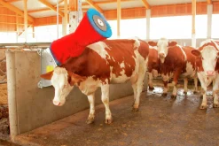 Koborste HappyCow Uno><noscript><img width=