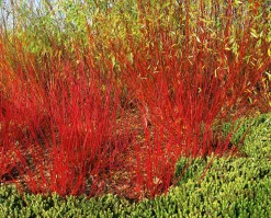 Korallkornell 'Sibirica' Barrotad>Omnia garden Outlet