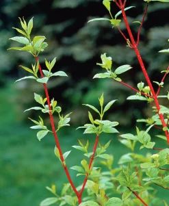 Korallkornell 'Sibirica' Barrotad><noscript><img width=